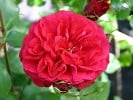 Rouge Meilove (Beetrose) Bild der Rose 'Rouge Meilove' (Beetrose)