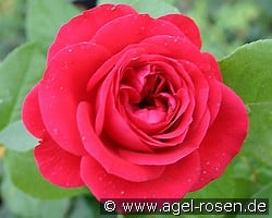 Rouge Meilove (Beetrose) Bild der Rose 'Rouge Meilove' (Beetrose)