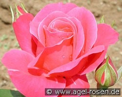 Rubinchen (Beetrose) Bild der Rose 'Rubinchen' (Beetrose)