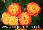 Bild der Rose 'Rumba' (Beetrose)
