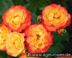Rumba (Beetrose) Bild der Rose 'Rumba' (Beetrose)