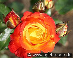 Samba (Beetrose) Bild der Rose 'Samba' (Beetrose)