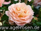 Bild der Rose 'Sangerhäuser Jubiläumsrose' (Beetrose)