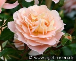 Sangerhäuser Jubiläumsrose (Beetrose) Bild der Rose 'Sangerhäuser Jubiläumsrose' (Beetrose)