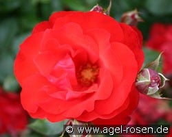 Satchmo (Beetrose) Bild der Rose 'Satchmo' (Beetrose)