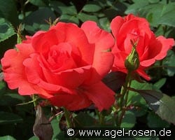 Satellite (Beetrose) Bild der Rose 'Satellite' (Beetrose)