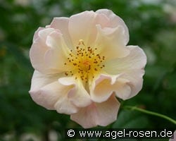 Scented Whisper (Beetrose) Bild der Rose 'Scented Whisper' (Beetrose)