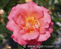 Shanty (Beetrose) Bild der Rose 'Shanty' (Beetrose)