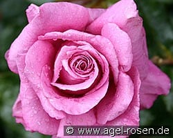 Shocking Blue (Beetrose) Bild der Rose 'Shocking Blue' (Beetrose)