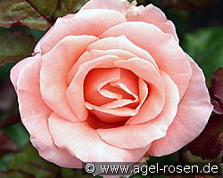 Silberzauber (Beetrose) Bild der Rose 'Silberzauber' (Beetrose)