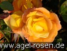 Bild der Rose 'Soleil du Monde' (Beetrose)