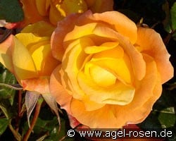 Soleil du Monde (Beetrose) Bild der Rose 'Soleil du Monde' (Beetrose)