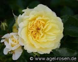 Solero (Beetrose) Bild der Rose 'Solero' (Beetrose)