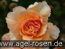 Bild der Rose 'Sommerliebe' (Beetrose)