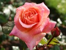Sommerliebe (Beetrose) Bild der Rose 'Sommerliebe' (Beetrose)