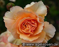 Sommerliebe (Beetrose) Bild der Rose 'Sommerliebe' (Beetrose)
