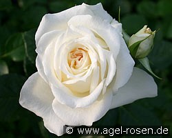 Sommerschnee (Beetrose) Bild der Rose 'Sommerschnee' (Beetrose)