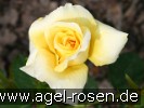 Bild der Rose 'Sonne der Freundschaft' (Beetrose)