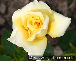 Sonne der Freundschaft (Beetrose) Bild der Rose 'Sonne der Freundschaft' (Beetrose)