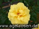 Bild der Rose 'Sonnengold' (Beetrose)