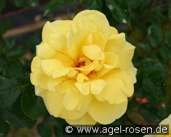 Sonnengold (Beetrose) Bild der Rose 'Sonnengold' (Beetrose)