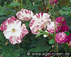 Sorbet Framboise (Beetrose) Bild der Rose 'Sorbet Framboise' (Beetrose)