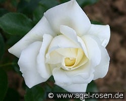 Summer Palace (Beetrose) Bild der Rose 'Summer Palace' (Beetrose)