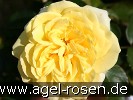 Bild der Rose 'Sunlight Romantica' (Beetrose)