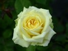 Sunlight Romantica (Beetrose) Bild der Rose 'Sunlight Romantica' (Beetrose)