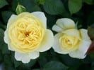 Sunlight Romantica (Beetrose) Bild der Rose 'Sunlight Romantica' (Beetrose)