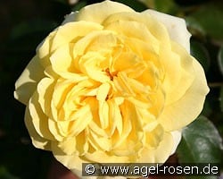 Sunlight Romantica (Beetrose) Bild der Rose 'Sunlight Romantica' (Beetrose)
