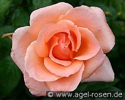 Sunset Boulevard (Beetrose) Bild der Rose 'Sunset Boulevard' (Beetrose)
