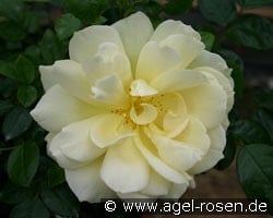 Sunstar (Beetrose) Bild der Rose 'Sunstar' (Beetrose)