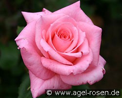 Sylvia (Beetrose) Bild der Rose 'Sylvia' (Beetrose)