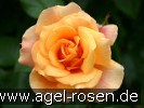 Bild der Rose 'Tequila 2003' (Beetrose)