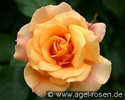 Tequila 2003 (Beetrose) Bild der Rose 'Tequila 2003' (Beetrose)