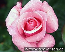 The Queen Elizabeth Rose (Beetrose) Bild der Rose 'The Queen Elizabeth Rose' (Beetrose)