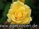 Bild der Rose 'Tournee' (Beetrose)