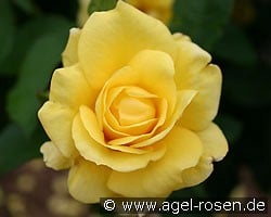 Tournee (Beetrose) Bild der Rose 'Tournee' (Beetrose)