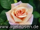 Bild der Rose 'Ulrike' (Beetrose)