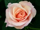 Ulrike (Beetrose) Bild der Rose 'Ulrike' (Beetrose)