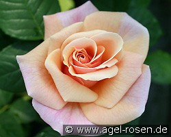 Ulrike (Beetrose) Bild der Rose 'Ulrike' (Beetrose)