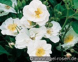 Vierge Folle (Beetrose) Bild der Rose 'Vierge Folle' (Beetrose)