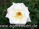Bild der Rose 'Weisses Meer' (Beetrose)