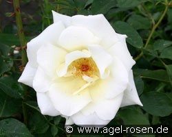 Weisses Meer (Beetrose) Bild der Rose 'Weisses Meer' (Beetrose)