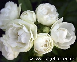 Witte Koster (Beetrose) Bild der Rose 'Witte Koster' (Beetrose)
