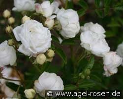 Yvonne Rabier (Beetrose) Bild der Rose 'Yvonne Rabier ' (Beetrose)