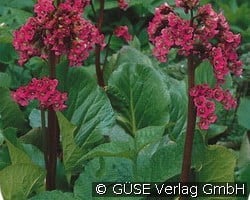 Bergenie (Stauden für Beete, Rabatten & Schnitt) Bild der Staude 'Bergenie' (Bergenia Hybride)