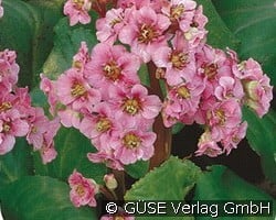 Bergenie (Stauden für Beete, Rabatten & Schnitt) Bild der Staude 'Bergenie' (Bergenia cordifolia)