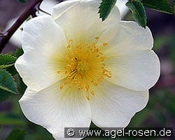 Rosa pimpinellifolia (Bibernellrose) Bild der Rose 'Rosa pimpinellifolia' (Bibernellrose)